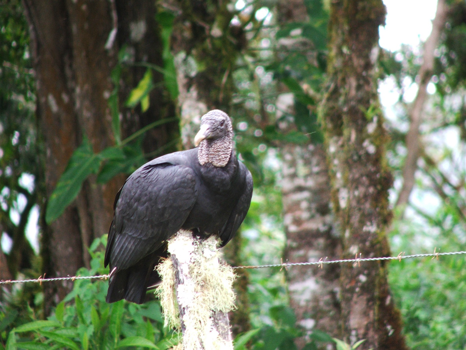 American Black Vulture, in Panama.
