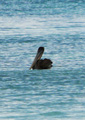 Pelican on the water.