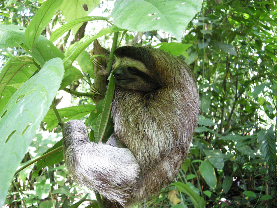 Sloths living in BOcas del Toro.
