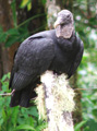 The American Black Vulture.