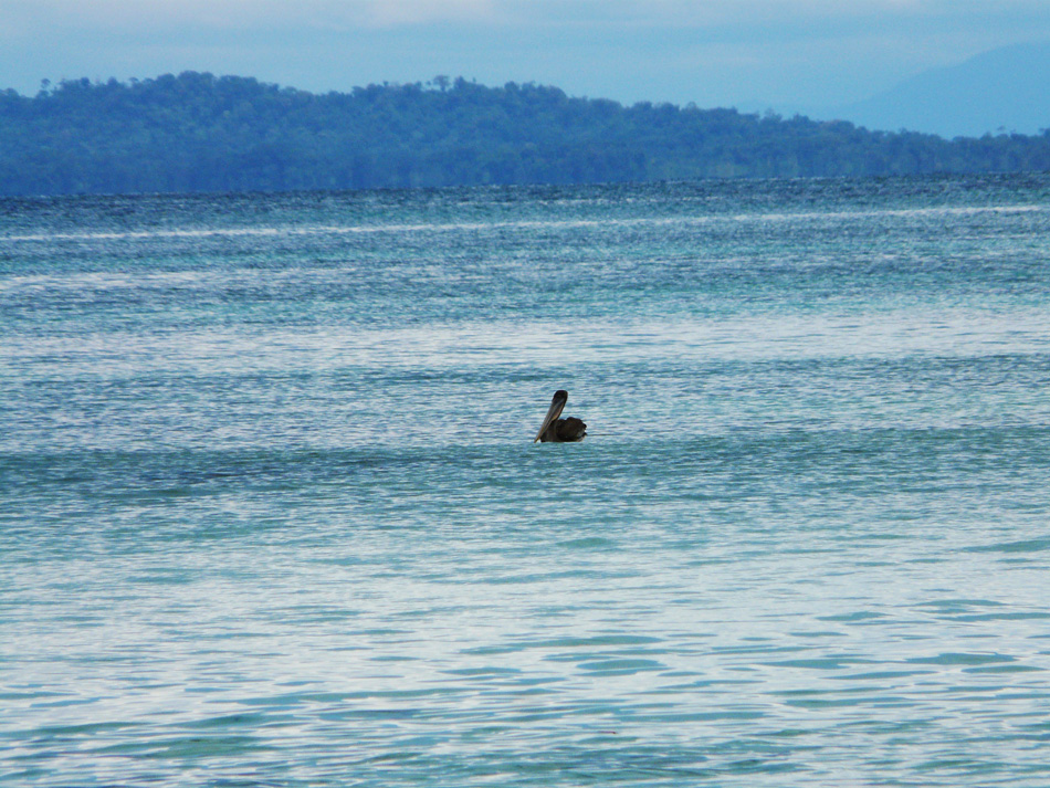 A Pelican out in Almirante Bay.