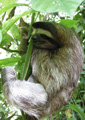 Panama sloth, Bocas del Toro.
