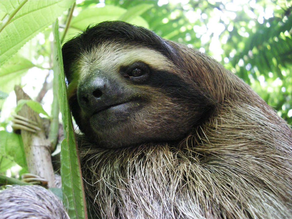 Panama real estate: Bocas sloths.
