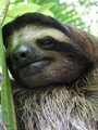 Sloth in Bocas del Toro archipelago.