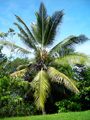 A coconut palm on the project.